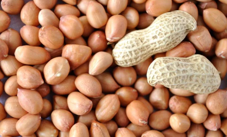 Groundnut (Peanut) - Premium Agri Export